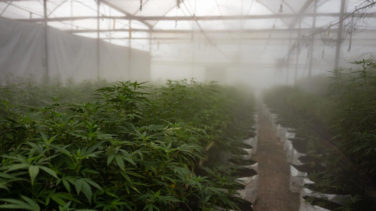 Young Cannabis plants are watered using mist irrigation. (Photo by Luke Dray/Getty Images)