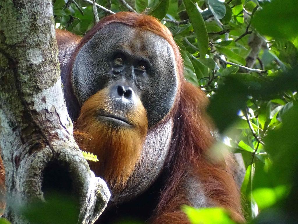 Kids News: Orangutan self-treats facial wound and heals himself | KidsNews