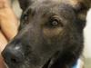 Jail time for stabbing police dog