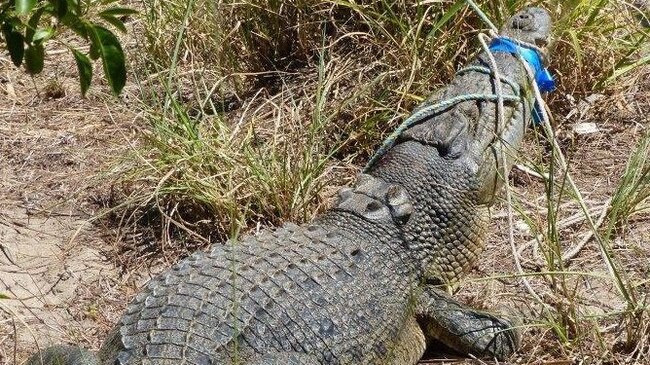 In November 2016 a 2.7 metre crocodile from Alligator Creek at Rockhampton.