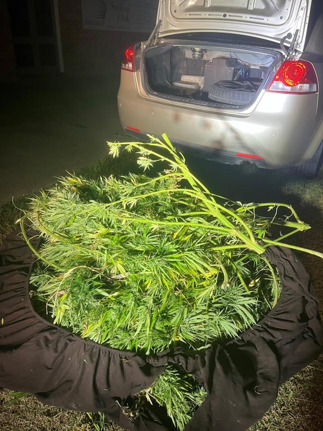 Police discovered a large quantity of cannabis in an overstuffed car boot at Meningie on the weekend. Picture: SA Police