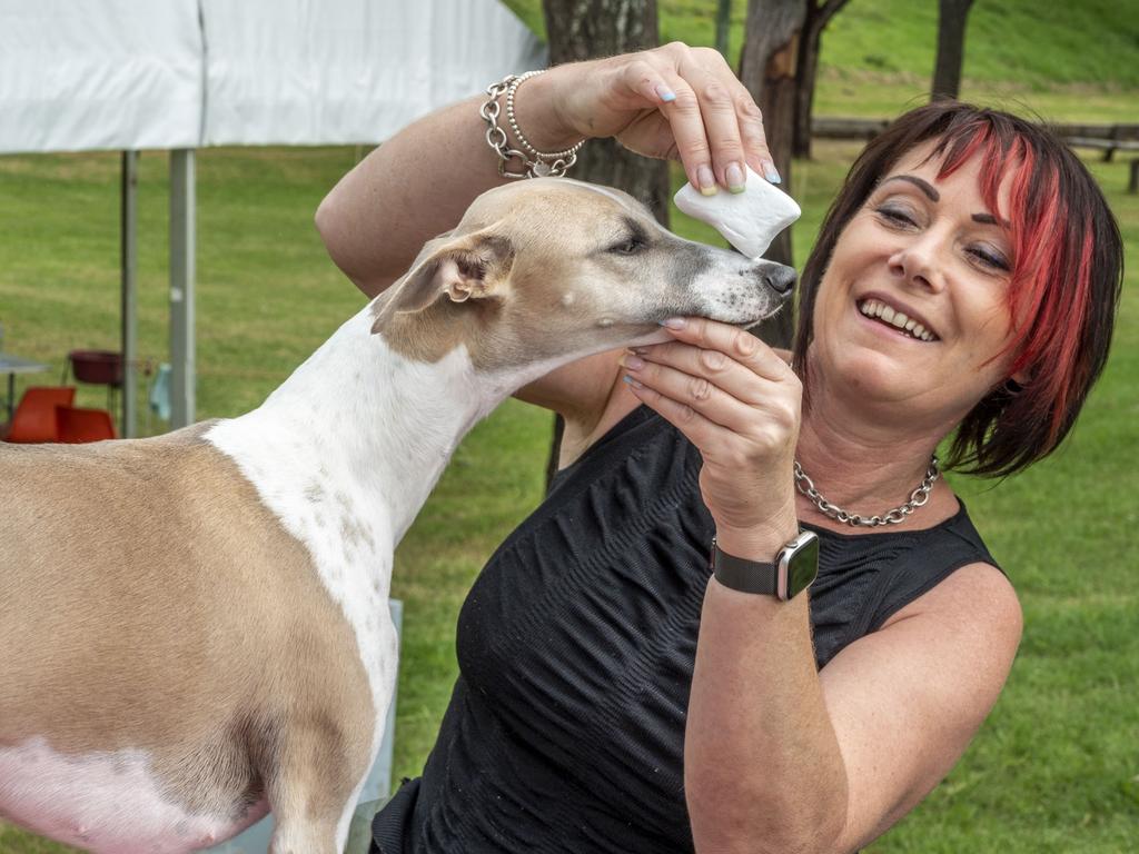 Bronte the Whippet tended to by her owner Valerie Reichert at the Toowoomba Royal Show. Saturday, March 26, 2022. Picture: Nev Madsen.