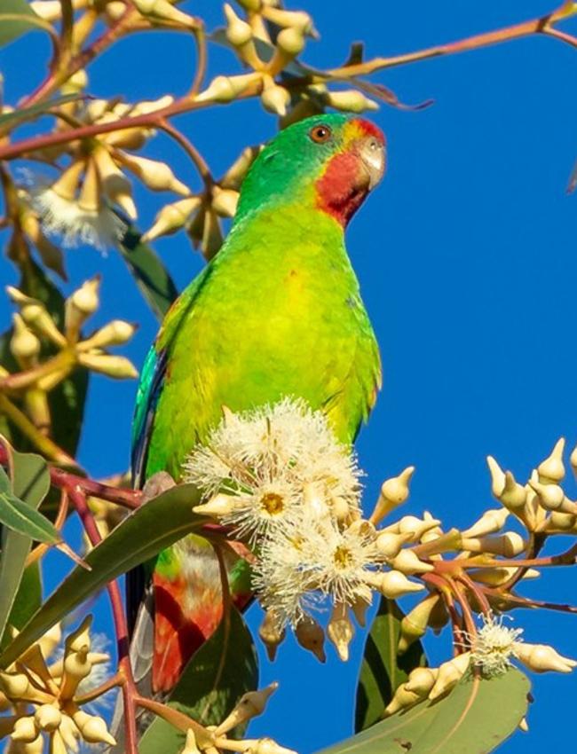 A Swift Parrot photographed on the Central Coast. Picture: Geoff White.