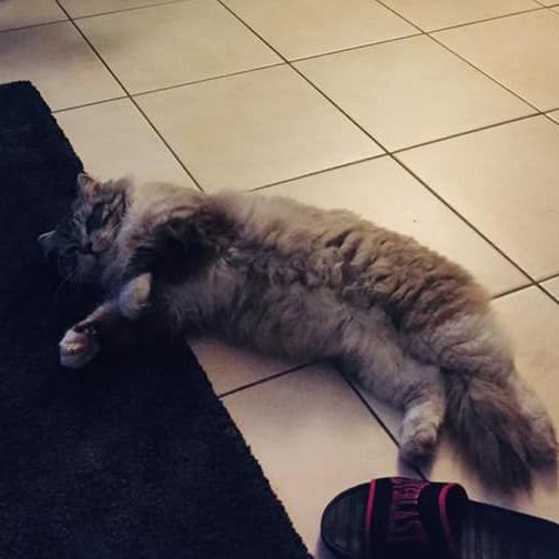Lulu he’s living his best life. International Cat Day. Reader pet photos. Picture: Kirri Lee
