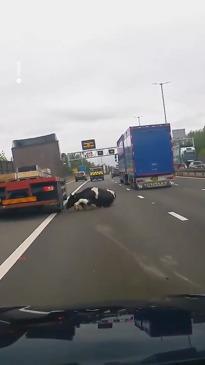 Shocking moment cow falls from truck on motorway