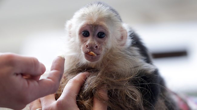 Justin Bieber has a month to reclaim pet monkey Mally from Germany ...