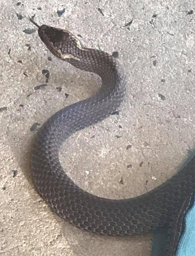 A Golden-crowned snake removed from a property at Lisarow in March. Golden-crowns are mildly venomous and are a nocturnal species.