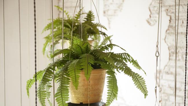 Pot of hanging fern plant for interior decoration