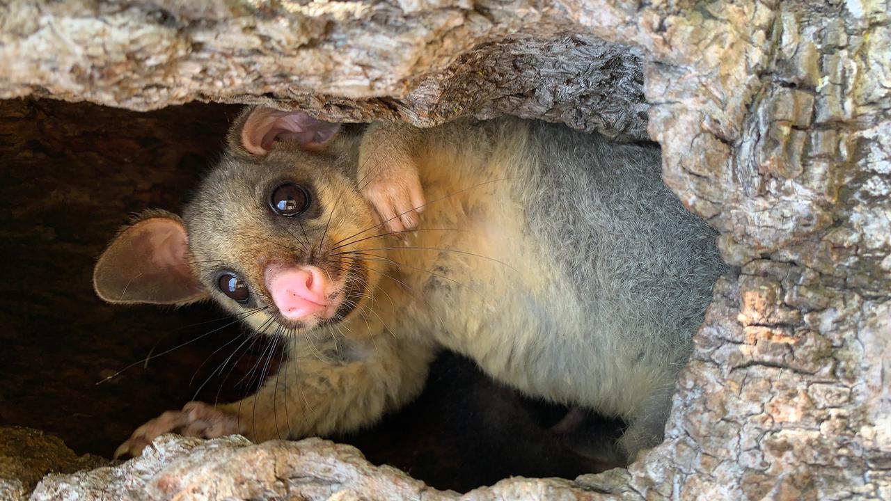 NSW Health said the woman was bitten and scratched by a possum. Picture: Sarah Waters