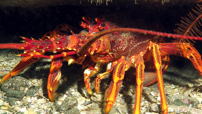 A southern rock lobster. Picture: Antonia Cooper**ONE TIME USE ONLY** for IMAS Tasmanian Recreational Rock Lobster and Abalone Fisheries 2023/24 Fishing Season survey