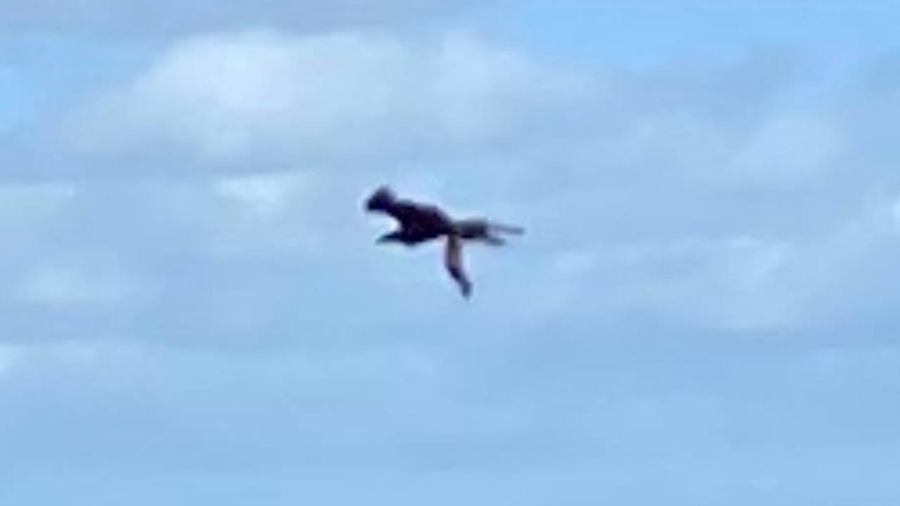 Photo taken by Donagh Archer of an eagle with a possum in its grasp.