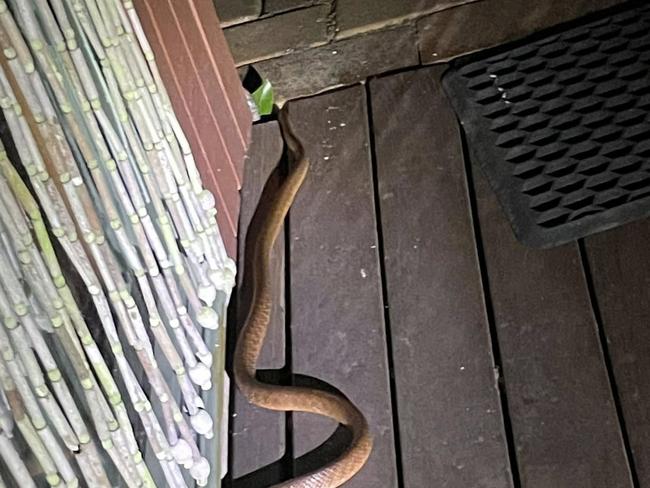 A brown tree snake on the deck at Maleny, Qld. PHOTO: Frances Guard.