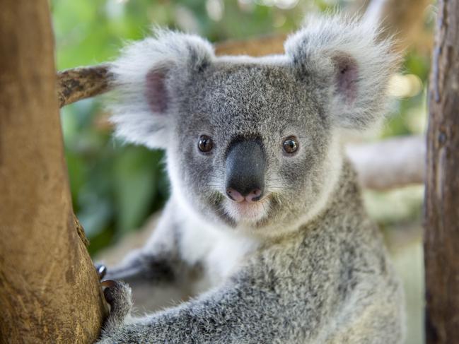 Calls for city to be included in latest koala mapping