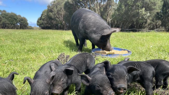 For AgJournal feature on King Island. Local free range Berkshire pigs on King Island raised by chef Ian Johnson. Picture: supplied