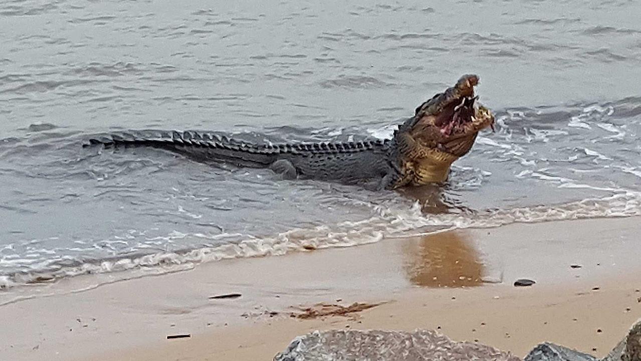 A large 4.5m saltwater crocodile, which the locals have nicknamed Bismark, chomps down on a green sea turtle on the beach near the jetty at Cardwell. Photo taken on Tuesday, January 19, 2021. Picture: Denise Stewart