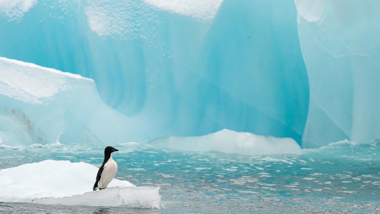 Brunnich's murrelet (Uria lomvia) on a piece of ice near a bluish iceberg in Alkefjellet, Ny-Friesland, Spitsbergen. Picture: Raphael Sane / Biosphoto / Biosphoto via AFP