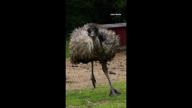 Excited emu tries chasing down drone | The Cairns Post