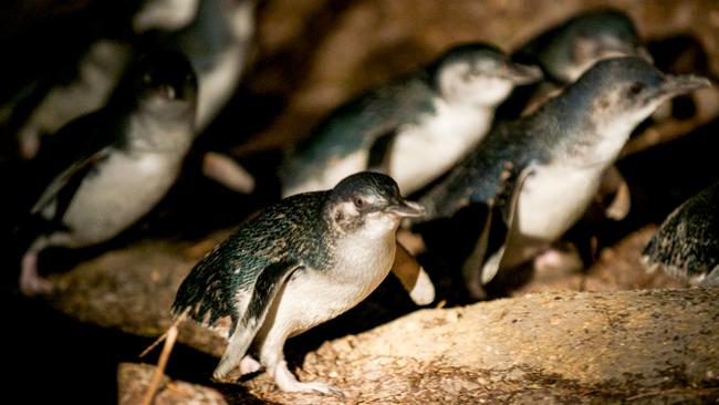 The penguins at Bicheno return to their families after a big day catching food in the ocean off Tasmania. Picture: Bicheno Penguin Tours