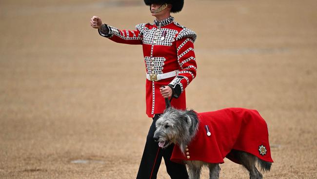 Irish Guard's regimental mascot, the Irish wolfhound Seamus walks on Horse Guards Parade for the King's Birthday Parade. Picture: AFP.