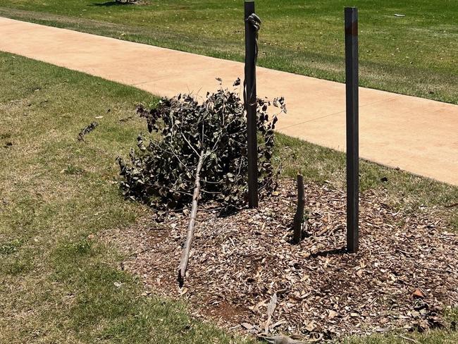 ‘$5000 reward’: Developer outraged at tree vandalism