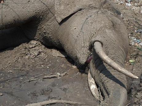 Poachers kill 14 elephants with cyanide. Pic: Facebook/Matusadona Anti Poaching Project