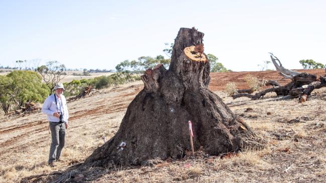 The remains of a Mallee Box tree, among dozens the state’s planning authority approved to be axed for the Springwood housing development at Gawler East. Picture: Yuri Poetzl