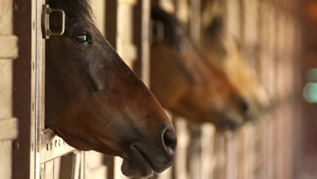 Thousands of racehorses are bred in Australia every year.