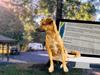 Animal lover had personal info stolen while helping lost dog