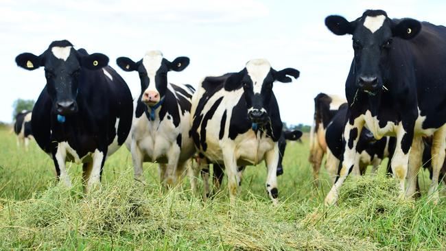 Aussie Organic Dairy’s farmers have taken a short-term pay cut but hope for a long-term gain in the near future. Picture: Zoe Phillips