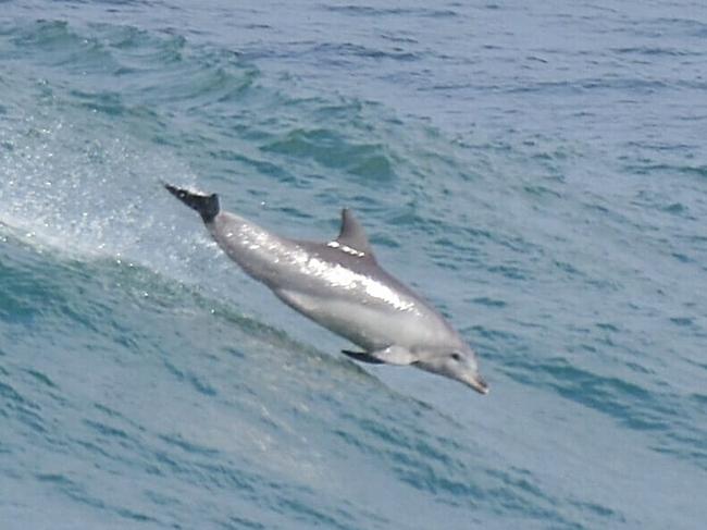 Dolphin jumping at Gallows Beach snapped by Carly Adams. Coffs cover photo. June 11, 2021.