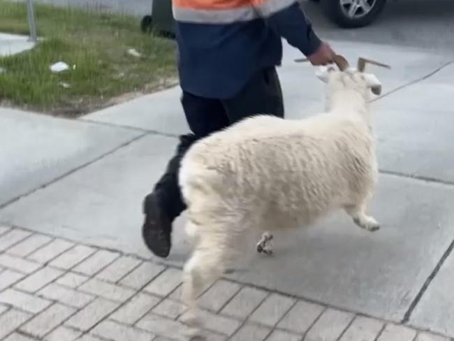 The errant goat was eventually apprehended. Picture: Cannington_Pol on Twitter.