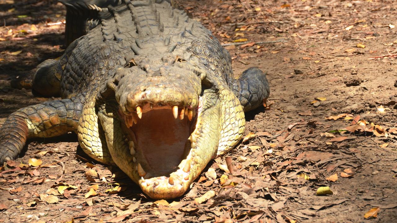 Billabong Sanctuary resident Bully the 4.5m crocodile. Photo credit: Sheila Brunskill