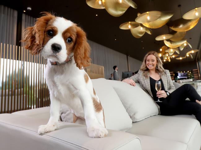 EMBARGO 1pm FRIDAY: ADELAIDE, AUSTRALIA - NewsWire Photos September 24:  Hotel guest Lucy McDonough with Charlie the dog at the Oval Hotel. Pictured at reception. Picture: NCA NewsWire / Kelly Barnes