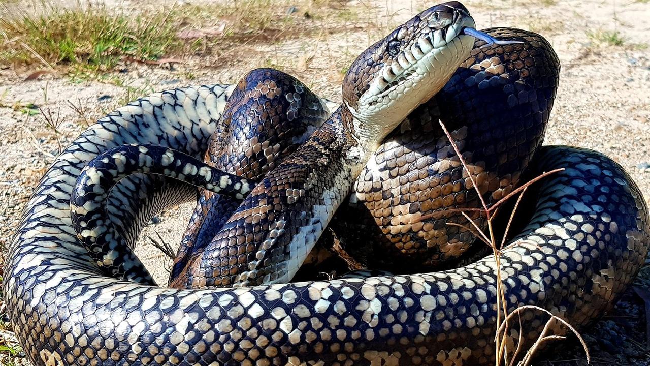 Snakes are known to find their way into cars as they search out the heat from engines. Photo: Gold Coast and Brisbane Snake Catcher