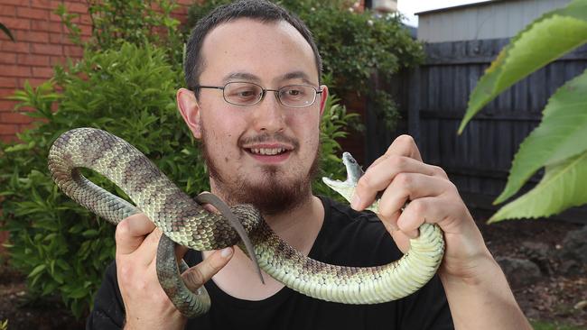 Snake hunter Mark Pelley with a tiger snake. Picture: Alex Coppel