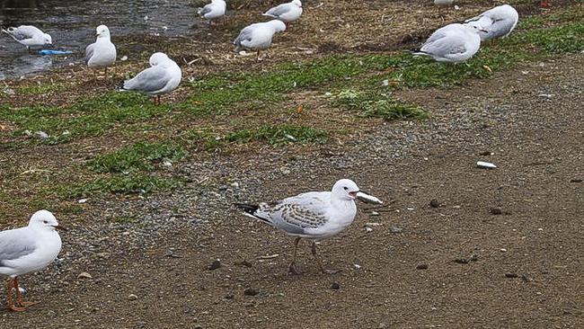 Seagulls in a Tasmanian carpark interested in littered nangs (gas canisters). Picture: Kelvin Ball