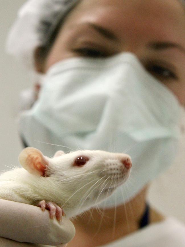 An animal technician with one of the lab rats.