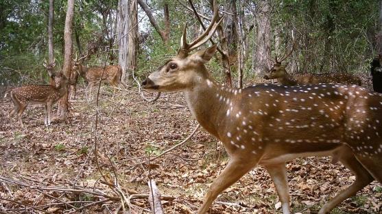 Feral deer on the Gold Coast caught on cameras. Source: Gold Coast City Council report.