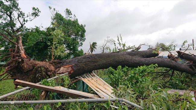 A large tree which fell through a fence in Lockhart River during Cyclone Trevor.