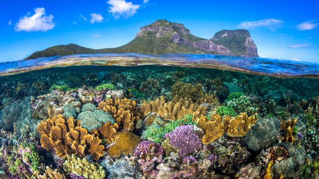 Wow: the corals at Lord Howe Island. Picture: Jordan Robins