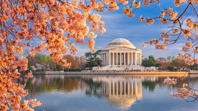 Washington DC's Jefferson Memorial in cherry blossom season.