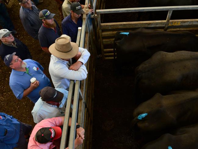 LIVESTOCK: Pakenham Feature Female SalePakenham feature female cattle sale.Pictured: Generic beef cattle and saleyards. PICTURE: ZOE PHILLIPS