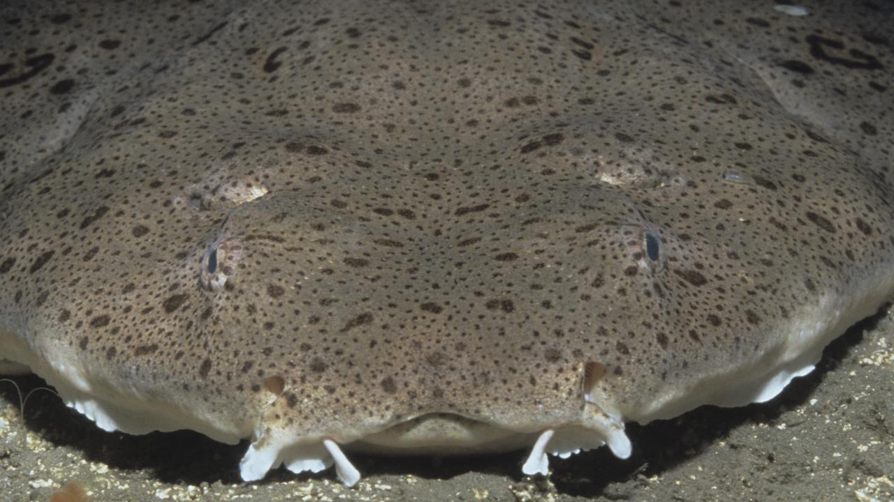 Ancient ultra-rare angel sharks with strange 'flat' bodies found