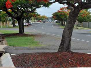 PESKY POINCIANAS: NewsMail columnist Frederick Archer says the Barolin St poincianas can jump out and attack at any time. . Picture: Max Fleet