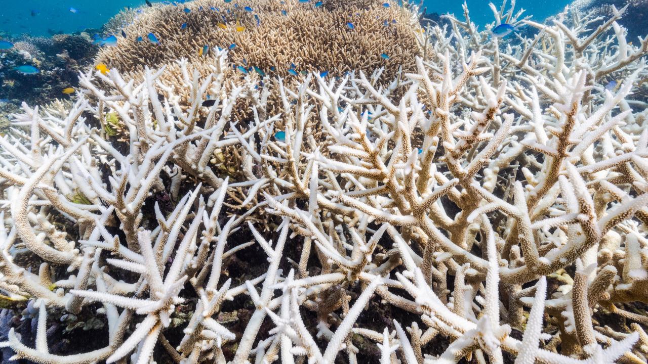 Run-off is causing a build-up in harmful sediments that block sunlight reaching coral and kills seagrass. Picture: Harriet Spark.
