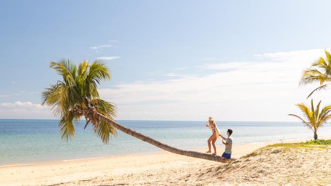 Climbing a palm tree at Tangalooma Island Resort at Moreton Island/Mulgumpin.