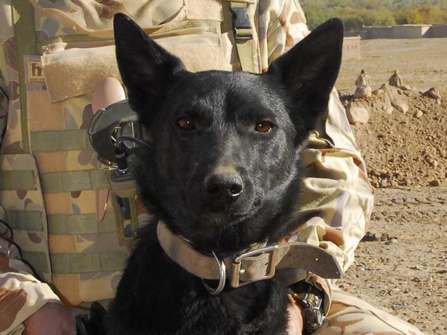 Photo by Corporal Hamish PatersonCorporal Graham Ellis and 'Digger' the explosives detection dog from the 3rd Combat Engineer Regiment pose for a photo at the Kalla Kalla checkpoint construction site in the Chora region of Afghanistan during Operation Spin Ghar.TITLE:Third Reconstruction Task Force patrol *** Local Caption *** Operation Spin Ghar (meaning 'White Mountain') took place in the Chora Valley 30km north of the Australian base at Tarin Kowt. Designed to clear the area of Taliban influence, the campaign featured the cooperation of nations. Afghan, Dutch, US, Canadian, British and Australian forces worked together to eject the Taliban and provide for ongoing security.The major role for the Reconstruction Task Force (RTF) role in the operation was the creation of a series of security check points across the contested Chora Valley to allow the Afghan Police and Army to stabilise the area. Australia has deployed an ADF Reconstruction Task Force (RTF), consisting of a combined arms team, to the Oruzgan Province in southern Afghanistan as part of Operation Slipper. The RTF is in partnership with the Netherlands Provincial Reconstruction Team (PRT) and forms part of the NATO-led International Security Assistance Force. The RTF has a clearly defined role to work on reconstruction, improvement of provincial infrastructure and community based projects. The RTF also provides trade training to the local population and military engineering training to the Afghan National Army.This type of assistance is designed to benefit the people of Oruzgan Province well into the future and form building blocks of a stable and prosperous community. The RTF contains around 370 ADF personnel from predominately Queensland-based units. It includes elements to provide command, security, engineering, and administrative support and is equipped with Bushmaster Infantry Mobility Vehicles (IMV), Australian Light Armoured Vehicles (ASLAVs) and armoured eng