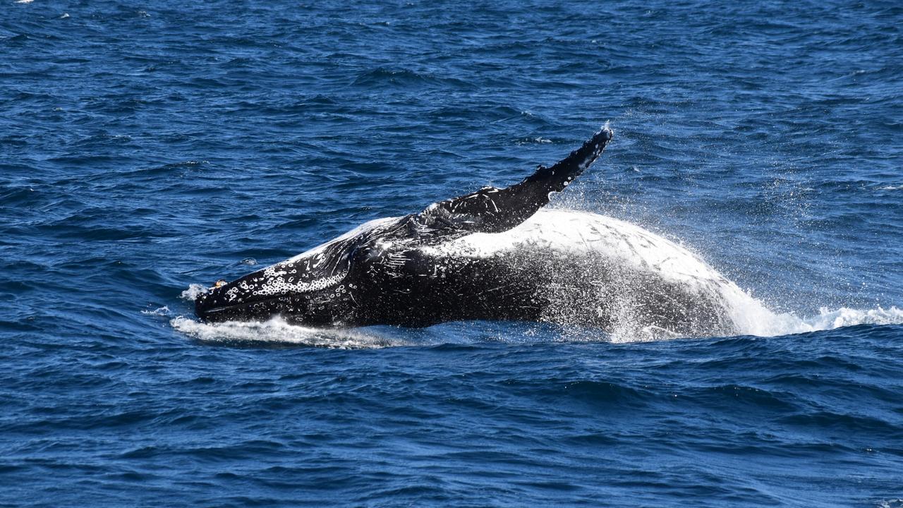 Two humpback whales posed a danger to divers off the WA coast. Picture: Wildlife Coast Cruises Phillip Island