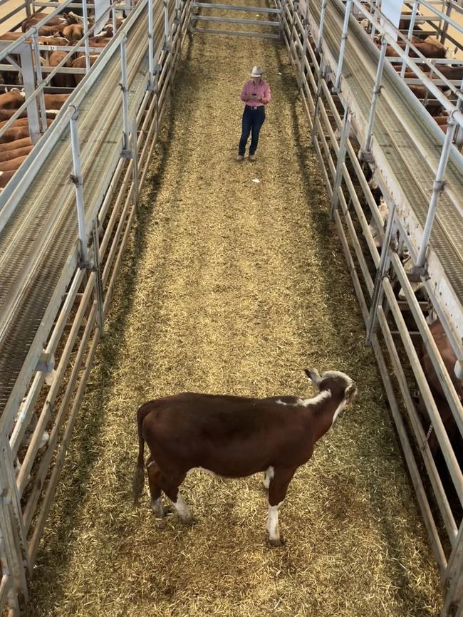 Counting every last one at the Wodonga weaner sale.