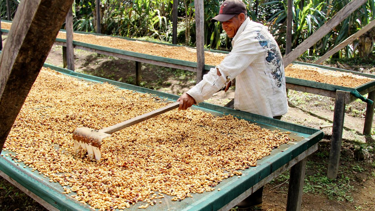 The coffee beans are slow to grow and not many are produced